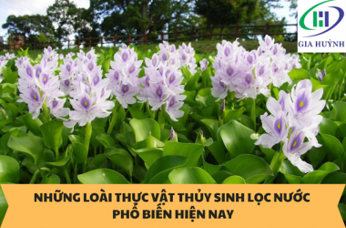 TOP 9 LOÀI THỰC VẬT THỦY SINH LỌC NƯỚC PHỔ BIẾN HIỆN NAY